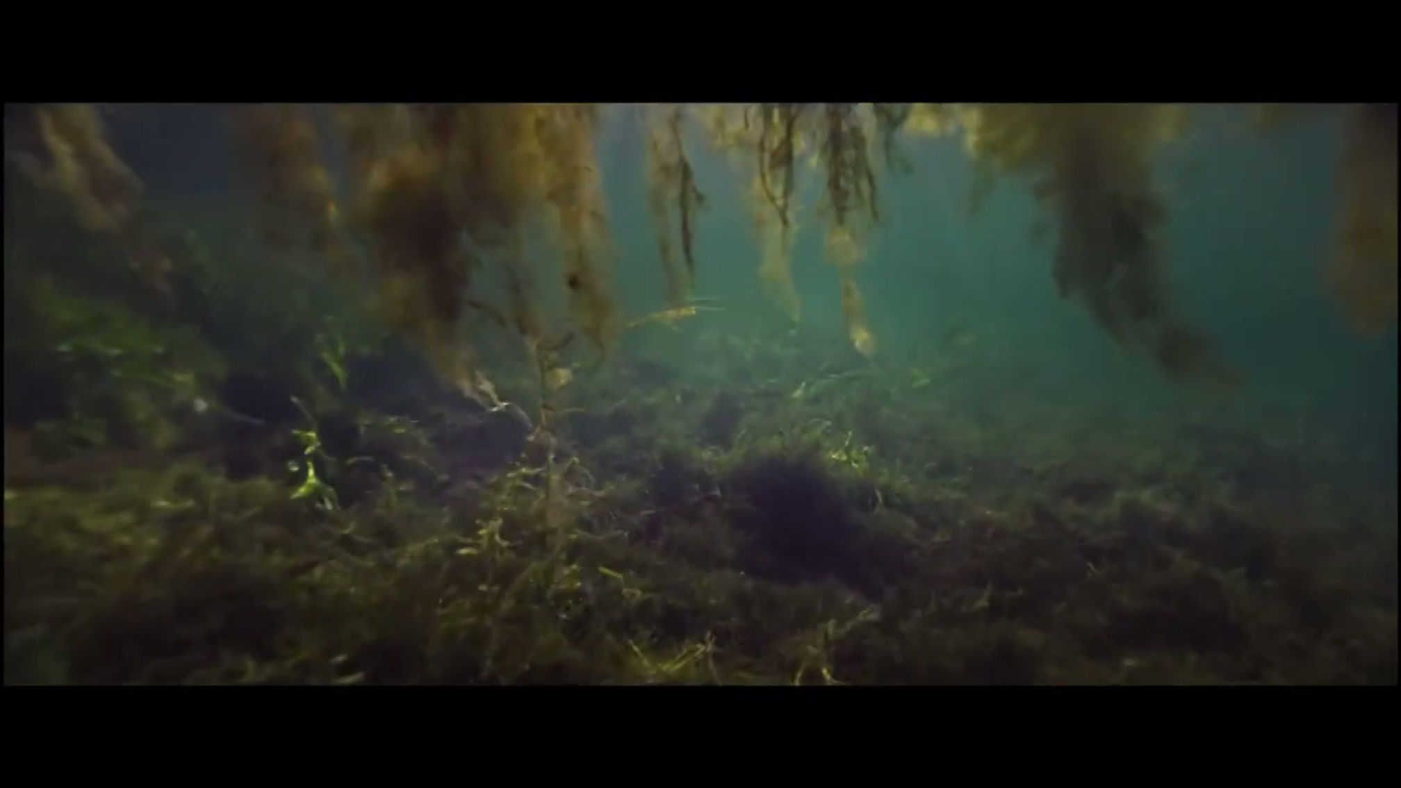ONZE NATUUR / WILD BELGIUM, film & series